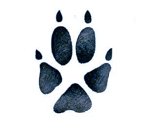 Fox footprint